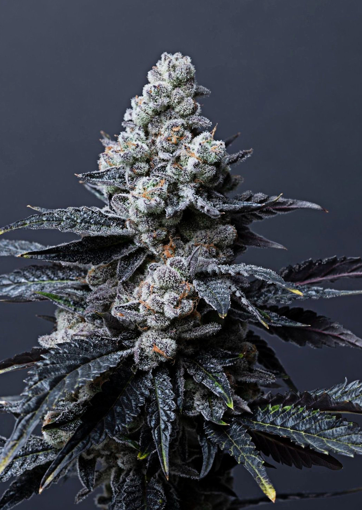 Pie Hoe Strain Burning Bush Nurseries